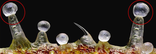 Как выглядят головчато черешковые железы