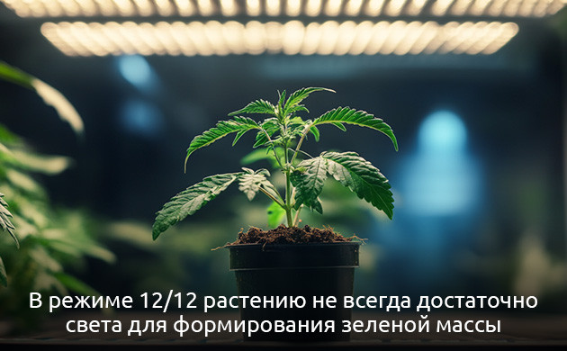 Режим 12/12