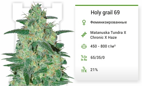 описание сорта Holy grail 69 описание сорта Holy grail 69