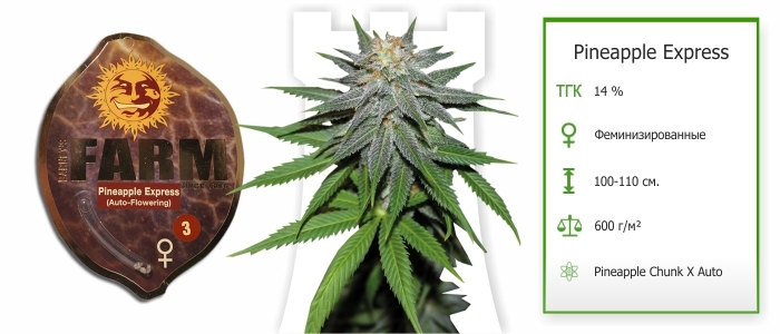 Pineapple express Pineapple express