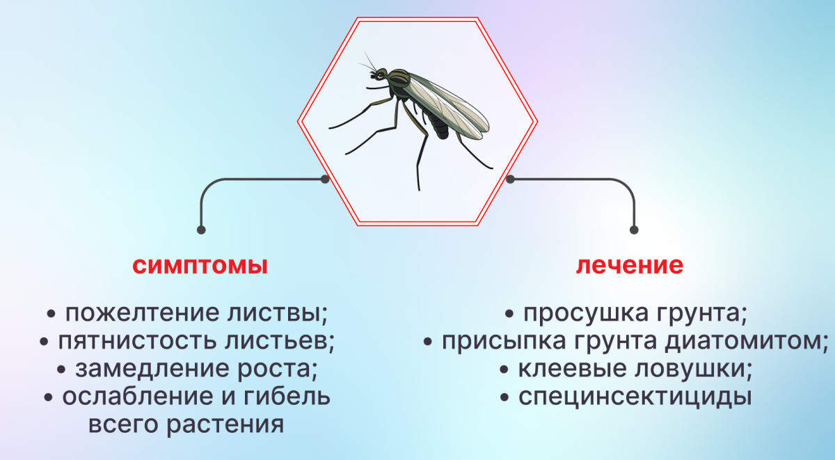 Избавление от грибных комариков на конопле Грибные комарики на конопле