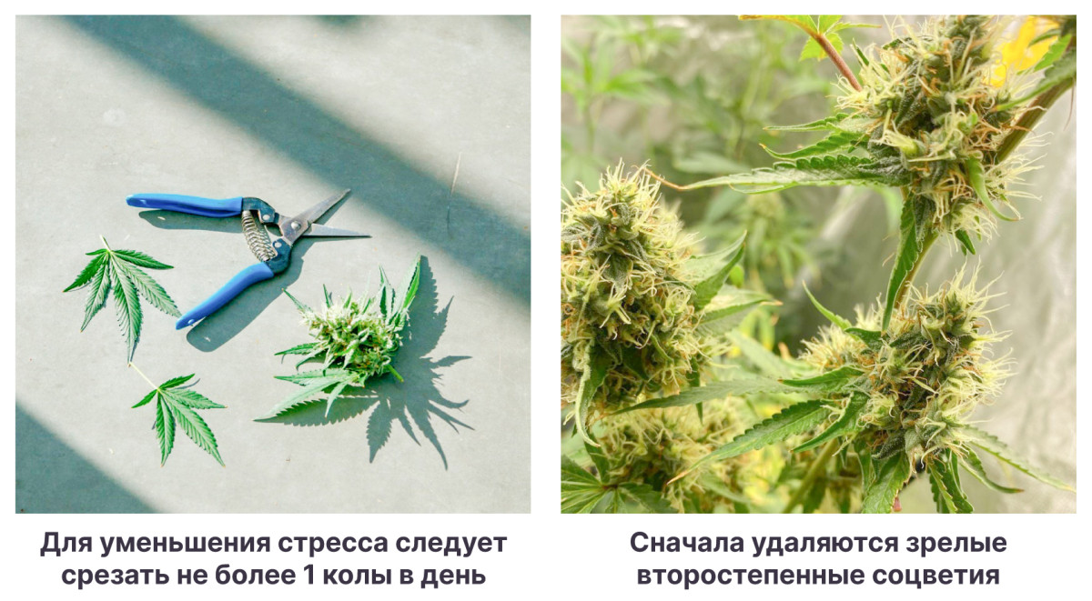 Лучше всего срезать по одной шишке в день Как срезать постепенно соцветия конопли