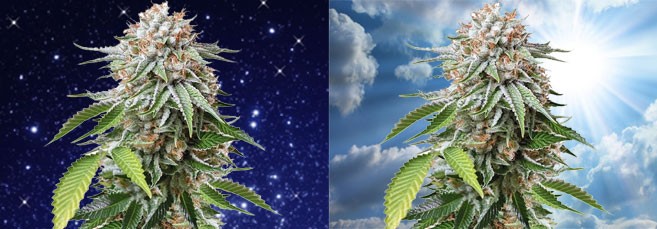 Световой режим для фотопериодной конопли