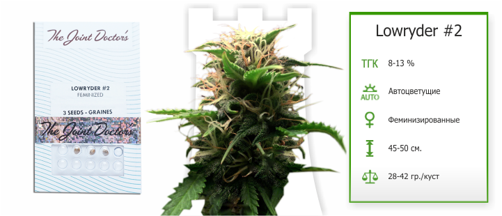 Lowryder#2 семена каннабиса