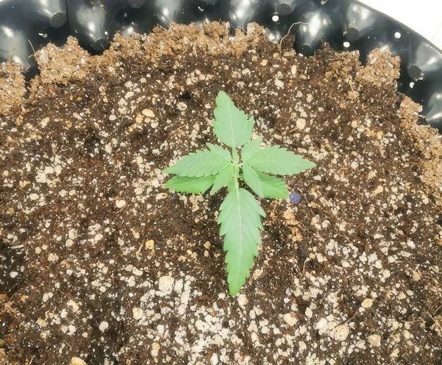 Обработка стимулятором Росток Alpha 21 от AlphaFem Seeds