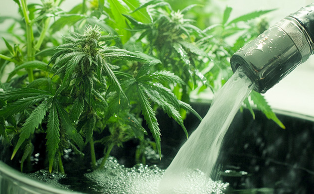 Подготовка к харвесту Как подготовить коноплю к сбору урожая