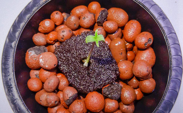 Идеальный способ проращивания семян для автоцветов Проращивание в торфяных таблетках