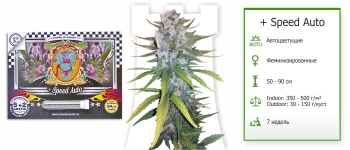 + Speed Auto + Speed Auto