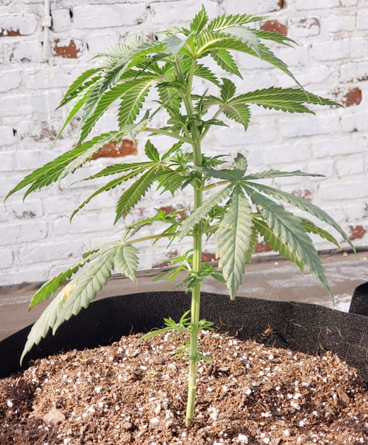 Пересадка куста на 3 неделе выращивания Куст в пересаженном горшке