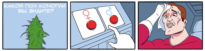 Как определить пол конопли Как определить пол конопли