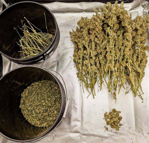 Сбор урожая и впечатления гровера Харвест