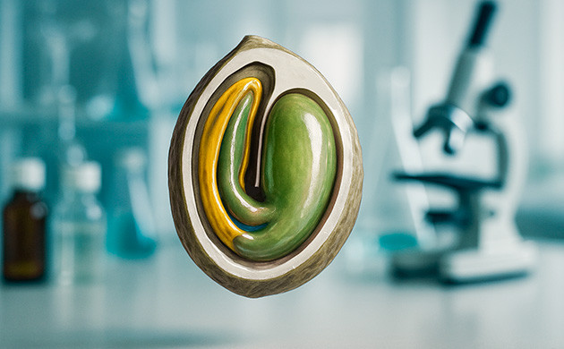 Структура семени и стадии роста марихуаны Строение и жизненный цикл семян марихуаны