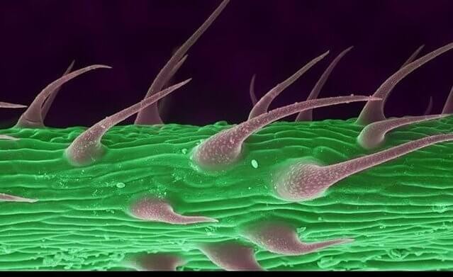 Край лста конопли Край листа каннабиса