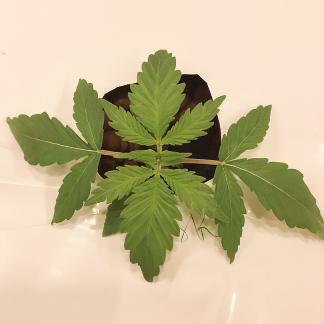 Условия выращивания на 1 неделе 1 и 2 недели выращивания