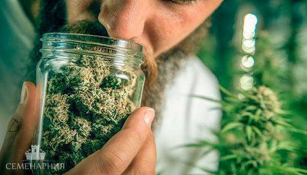 Как добиться вкусного урожая каннабиса Залог вкусного урожая марихуаны