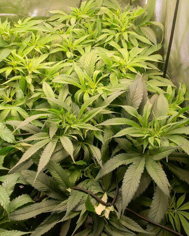 Небольшой ожог от лампы Куст Green Gelato от Royal Queen Seeds на 10 неделе