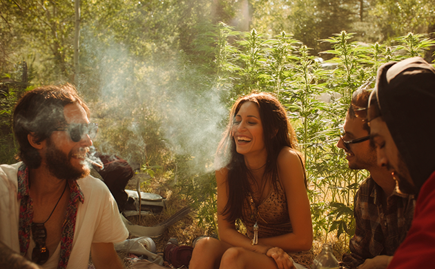 High-эффект сативы и использование в медицине Зеленый источник радости