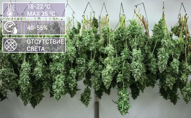 Условия правильной сушки конопли Сушка конопли