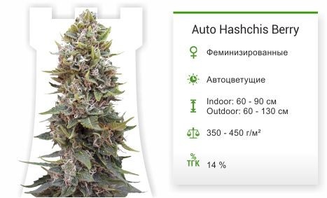 Сорт марихуаны Auto Hashchis Berry Auto Hashchis Berry (Auto Cheese Berry) fem (00 Seeds)