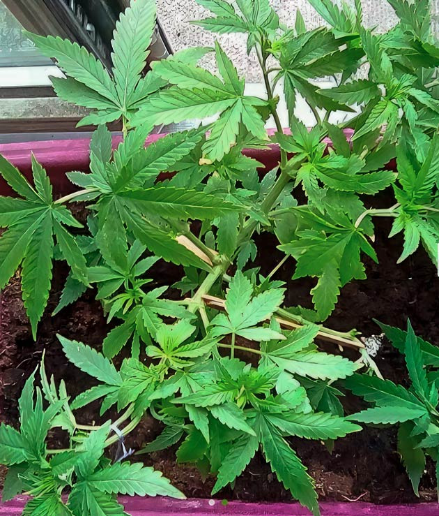 Трещина стебля во время тренировки Куст Eleven Roses на 6 неделе выращивания