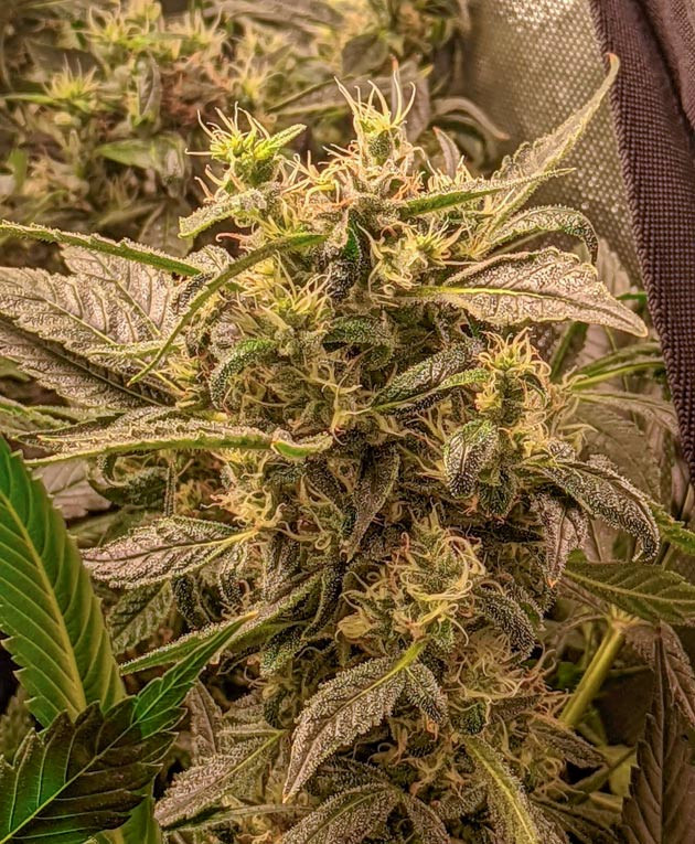 Приближение к харвесту и изменения в составе удобрений Куст Green Gelato от Royal Queen Seeds на 16 неделе