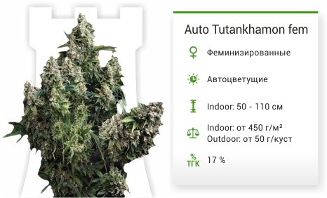Сорт марихуаны Auto Tutankhamon Auto Tutankhamon (Pyramid Seeds)
