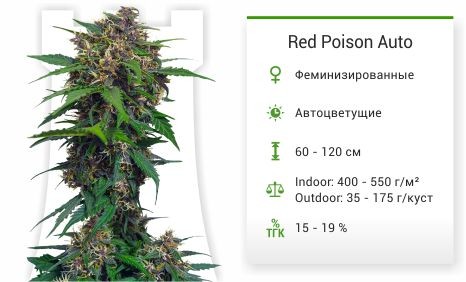 Сорт марихуаны Red Poison Auto Red Poison Auto fem от Sweet Seeds