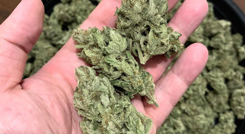 Урожай конопли