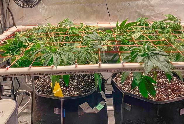 Кусты Apple Betty от Herbies Seeds на 7 неделе