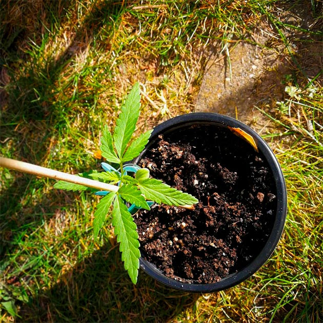 Куст на 1 и 2 неделе выращивания Куст в горшке