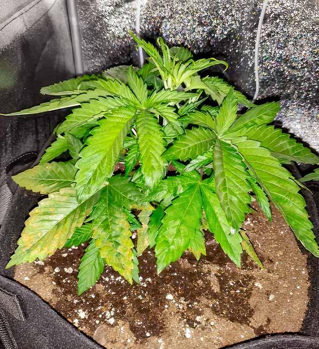 Мейн-лининг и корректировка состава удобрений Растишка LSD от Barney's Farm на 3 неделе