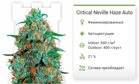 Сорт марихуаны Critical Neville Haze Auto Critical Neville Haze Auto fem (Delicious Seeds)
