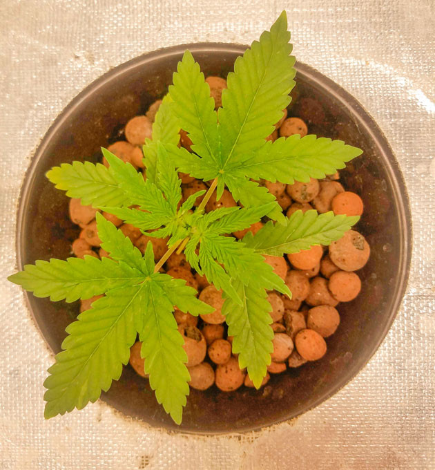 Развитие марихуаны Растишка Bruce Banner Auto от FastBuds на 3 неделе