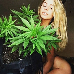 Прекрасные дамы предпочитают сативу и high-эффект Прекрасные дамы предпочитают сативу и high-эффект