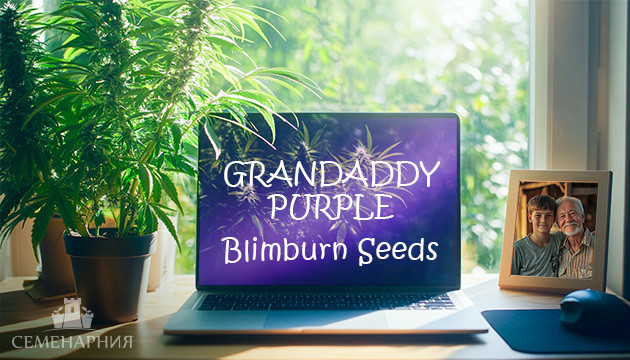 Гроурепорт сорта конопли Grandaddy Purple от Blimburn Seeds Выращивание сорта Grandaddy Purple