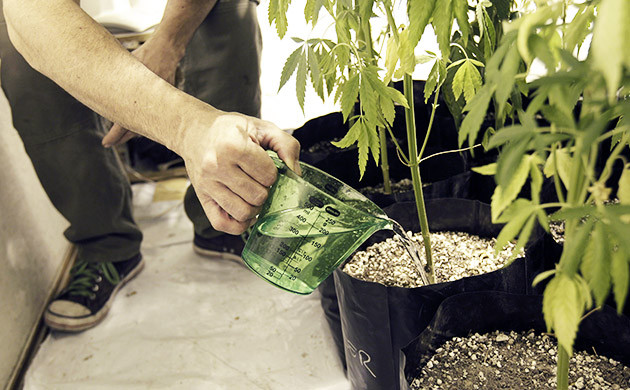Внесение удобрений Подкормка куста конопли