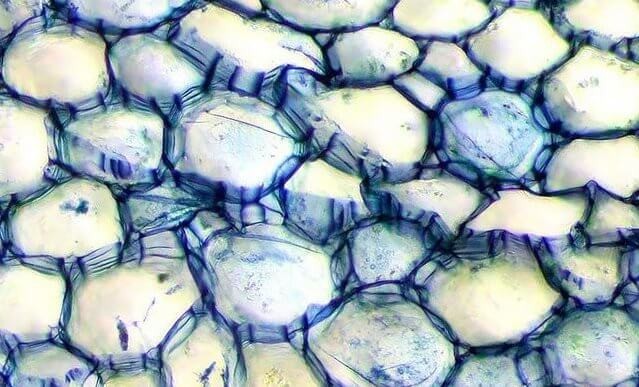 Границы ядер клеток конопли Ядра и стенки клеток