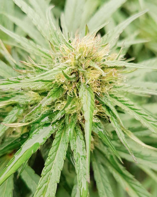 Изменения погоды Куст Runtz Muffin от Barney's Farm на 26-27 неделе