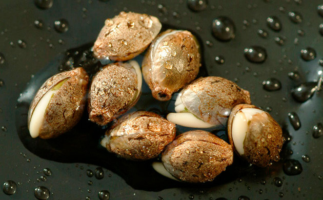 Какие условия нужно соблюдать для проращивания конопли Условия проращивания семян каннабиса