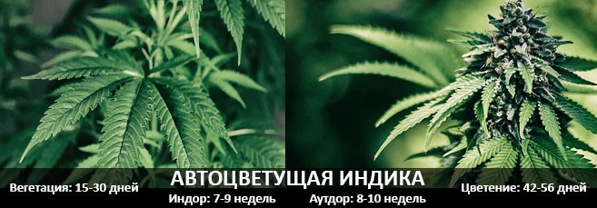 Автоцветушая индика Вегетация и цветение автоцветущей индики