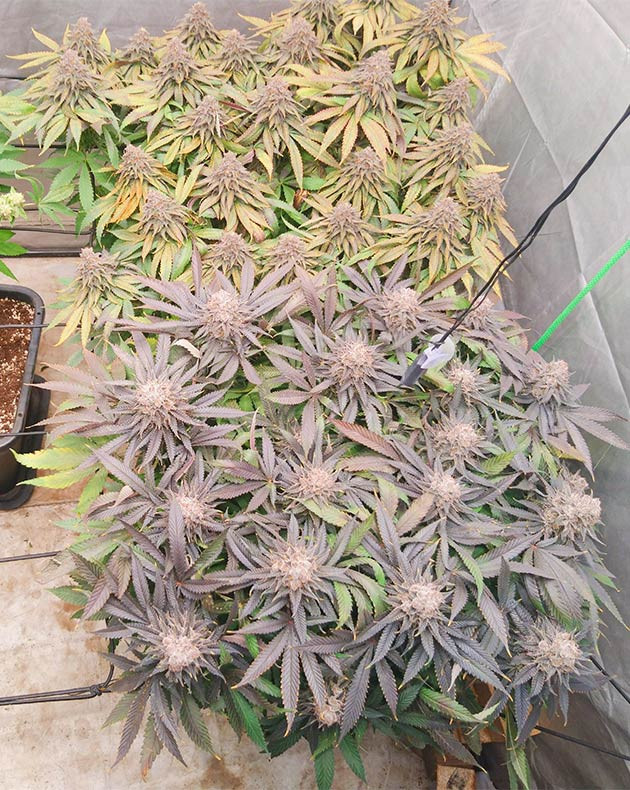 Промывка конопли перед харвестом Кусты конопли Dos si Dos 33 на 14 неделе