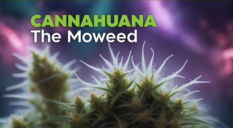 Фильм «Cannahuana – The Moweed» Cannahuana – The Moweed