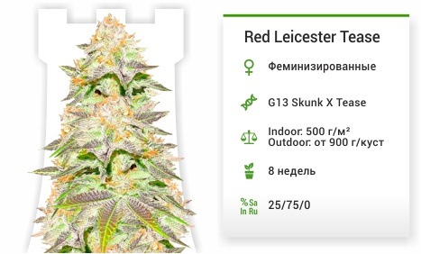 описание сорта Red Leicester Tease Red Leicester Tease