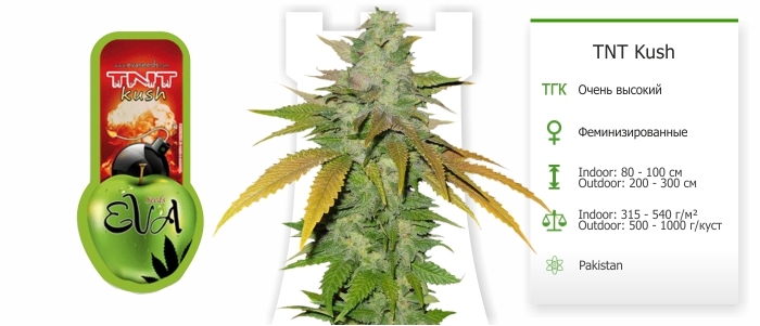 TNT Kush TNT Kush