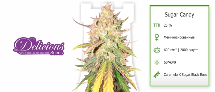 Sugar Candy Sugar Candy