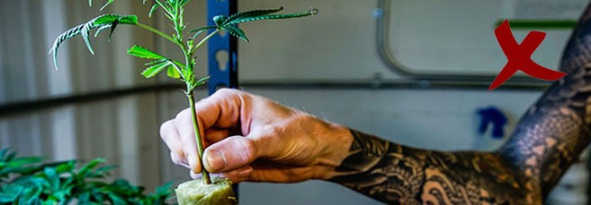 Ошибки гроверов при пересадке ростков