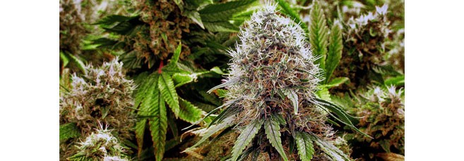 Сенсимилья марихуаны Сенсимилья