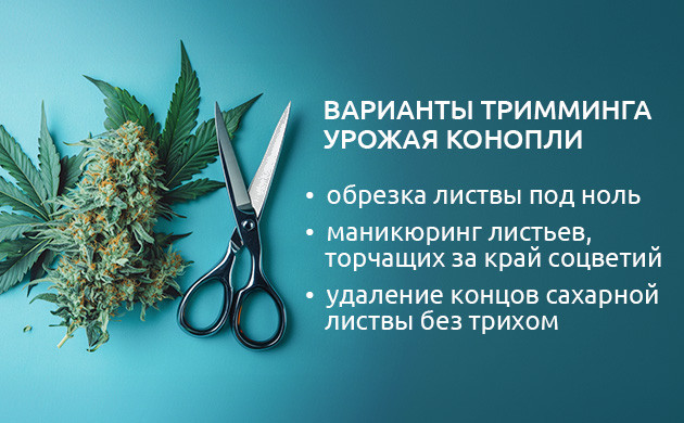 Как проводить обрезку кустов конопли Обрезка конопли