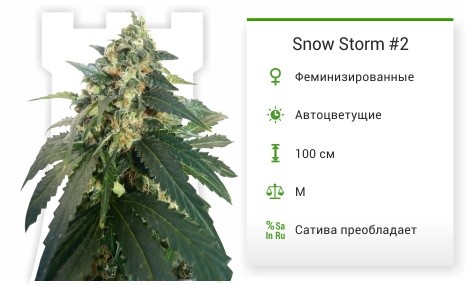 Сорт марихуаны Snow Storm #2 Snow Storm #2 fem от Dutch Passion