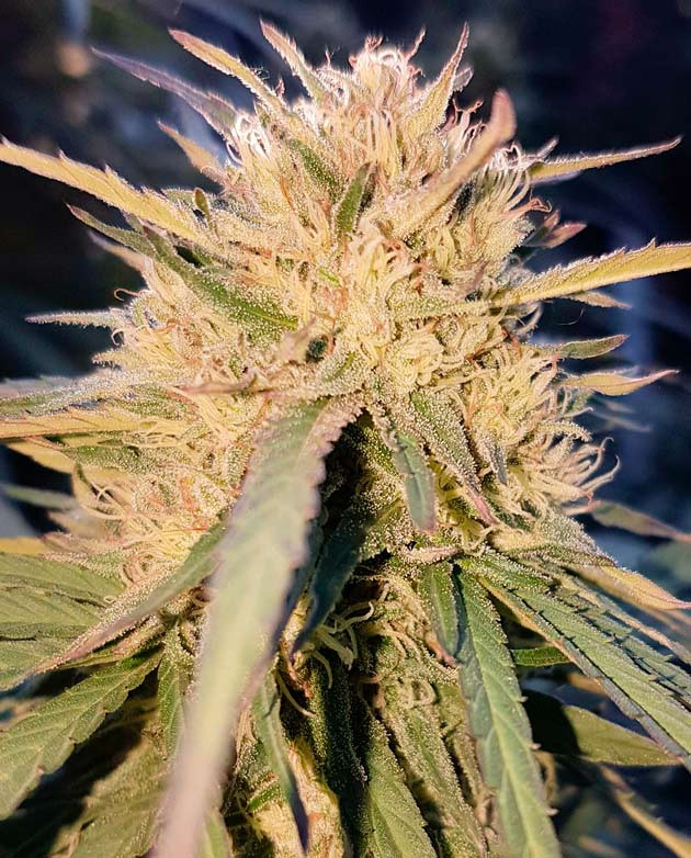 Впечатления гровера Впечатления по итогам грова